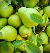 Image result for pears fruits