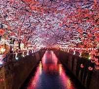 Image result for Tokyo Spring