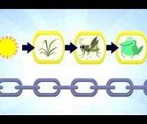 Image result for Breaking of Food Chain Cartoon