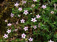 Arenaria purpurascens に対する画像結果