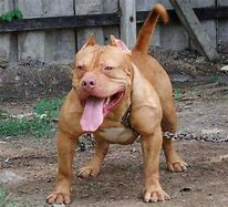 Image result for Muscular Pitbull