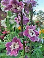 Bildergebnis für Delphinium magic fountain Lilac Rose/White Bee