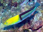 Image result for Halichoeres garnoti. Size: 142 x 106. Source: reefguide.org