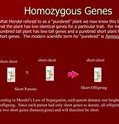 Image result for Homozygous Table