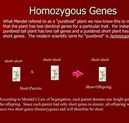 Image result for Homozygous Genetics