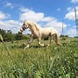 Image result for American Cream Draft Horse