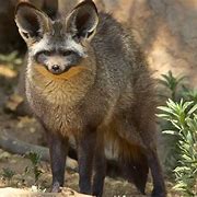 Image result for Bat Ear Fox