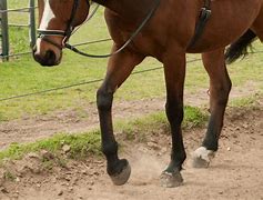 Image result for Horse Knee Anatomy