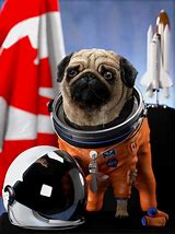 Image result for Pug Astronaut