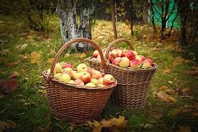 Image result for apple baskets with 10 apple