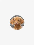 Image result for Unimpressed Dog Face