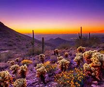 Image result for Phoenix Arizona Desert Plants