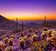Image result for Arizona Desert Landscape