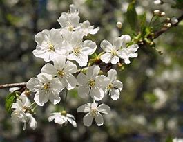 Image result for Prunus cerasus Gorsemkriek