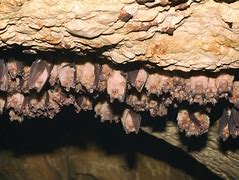 Image result for Bats Upside Down in Bat Cave