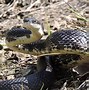 Image result for Snake Green screen