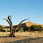 Image result for Namibia Desert