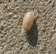 Image result for Albino Rolly Polly