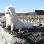 Image result for Samojed Cijena