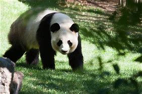 Image result for Giant Panda Spot
