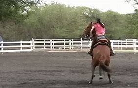 Image result for Best Horse GIF