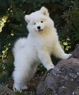 Image result for Biscuit Samoyed