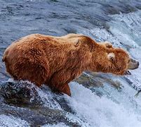 Image result for Biggest Animal Ever