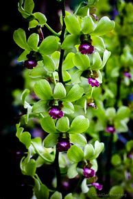 Image result for Dendrobium Orchid Flowers