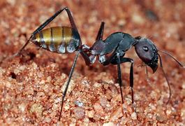 Image result for camponotus