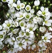 Image result for Gentiana saxosa