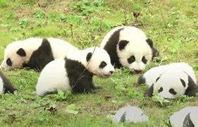 Image result for Giant Panda Appearance