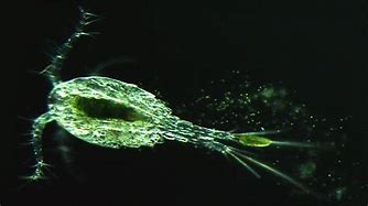 Image result for Parasitic Copepods