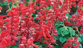 Image result for Darioush+Red+Sage