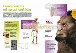 Image result for Caracteristicas De Los Hominidos