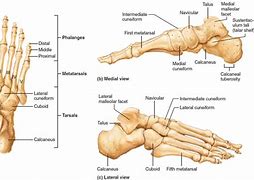 Image result for Flat Foot Bone