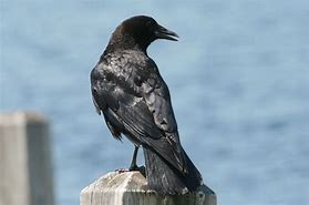 Image result for corvus