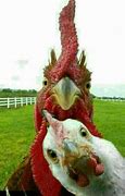 Image result for Funny Rooster Pictures