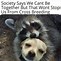 Image result for Mean Raccoon Meme