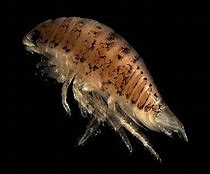 Image result for Isopod Habitat