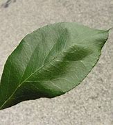 Image result for Malus Leaf