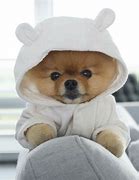 Image result for Jiff Pom Puppy