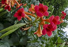 Image result for Trumpet Vine Invasive