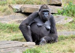 Image result for Alone Gorilla