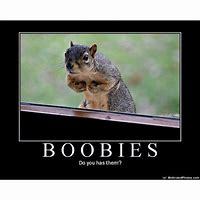 Image result for Funny Squirrel Memes