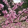 Image result for Cercis canadensis Alley Cat