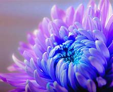 Image result for Chrysanthemum iPhone 6 Wallpaper