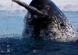 Image result for Narwhal Unicorn of the Sea