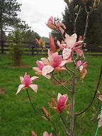 Image result for Magnolia Daybreak