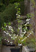 Image result for Halesia monticola