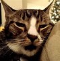 Image result for Cat Head with Mouth Open
